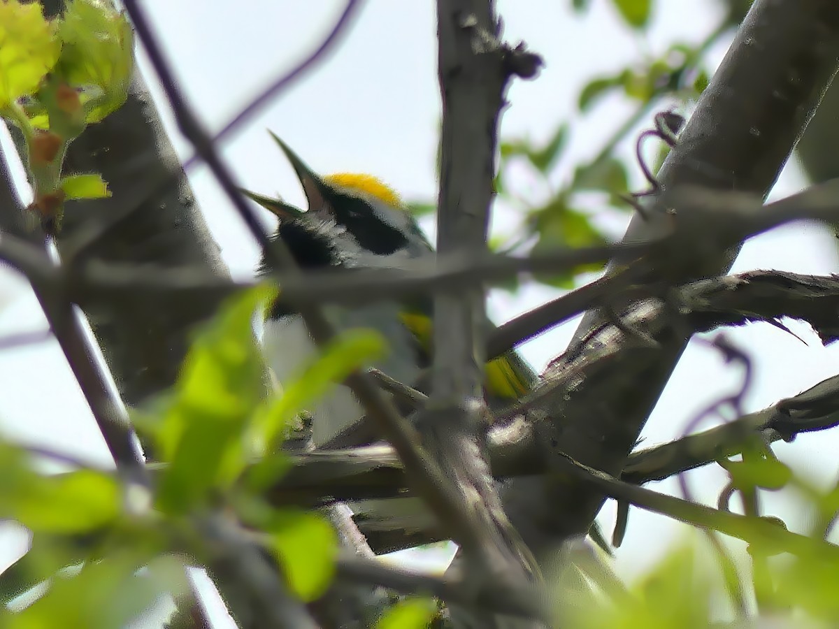 Golden-winged Warbler - ML574460801