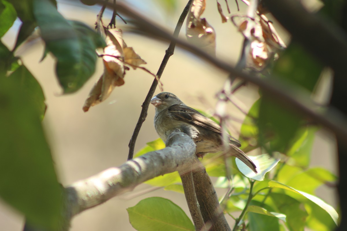 House Sparrow - ML574461071