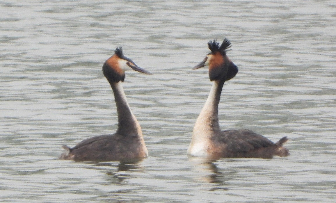 Great Crested Grebe - ML574461301