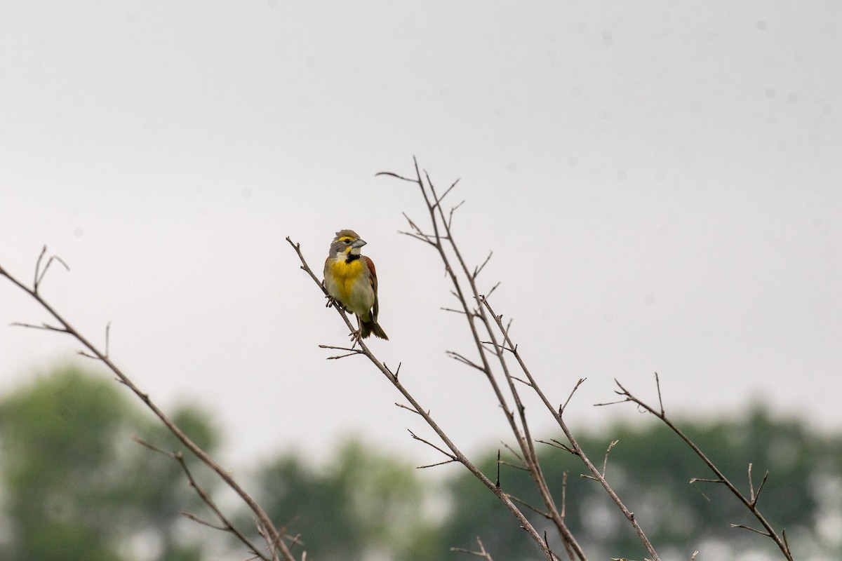 Dickcissel - David Wetzel