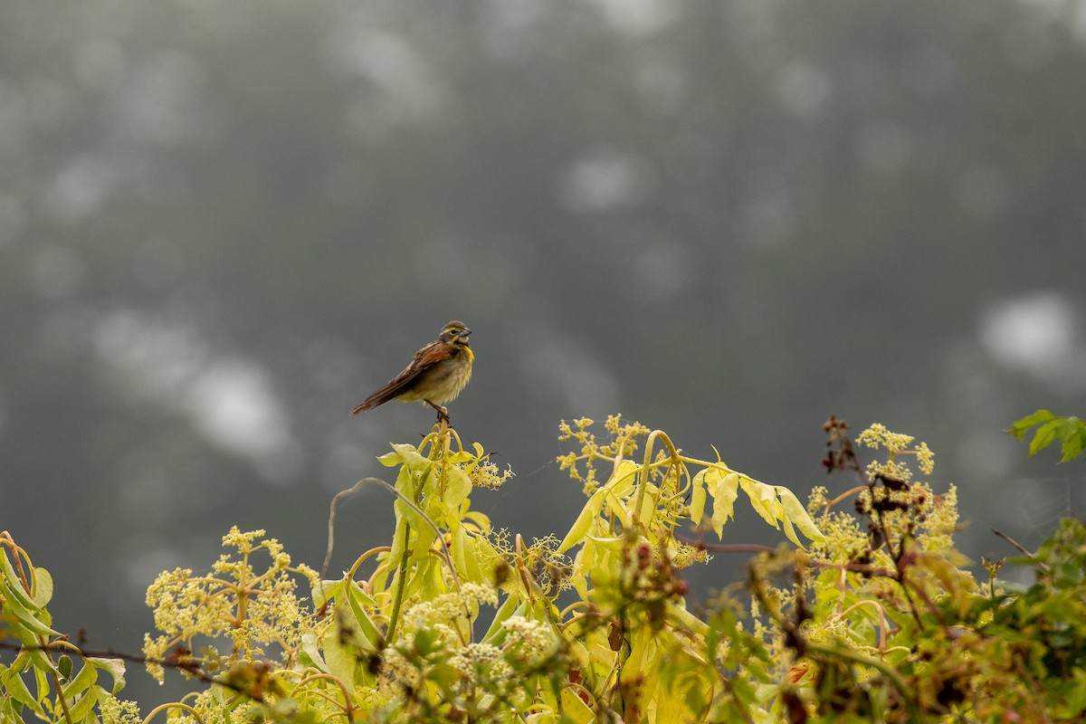 Dickcissel d'Amérique - ML574461391