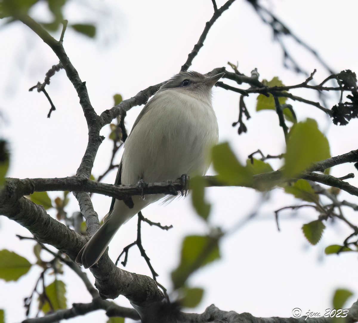 Warbling Vireo - Carl & Judi Manning