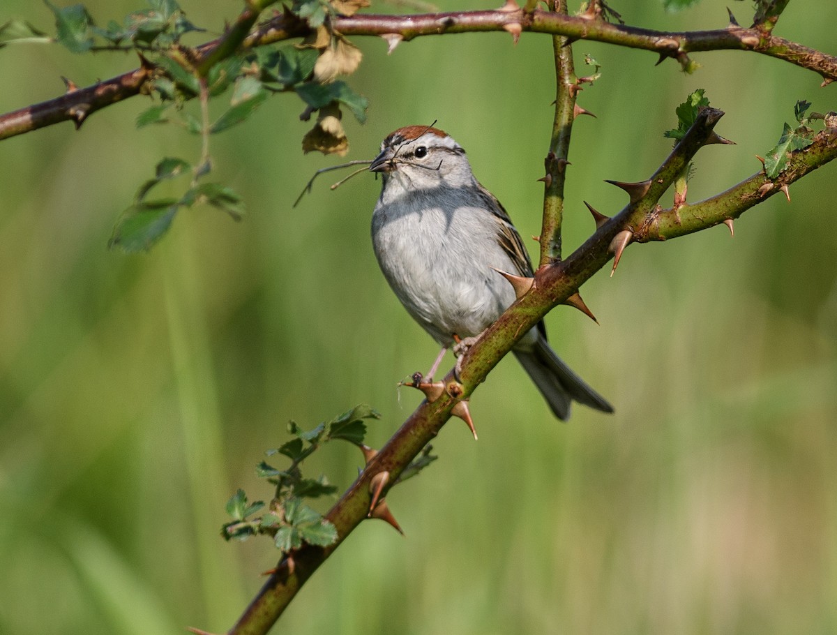 Chipping Sparrow - ML574462921