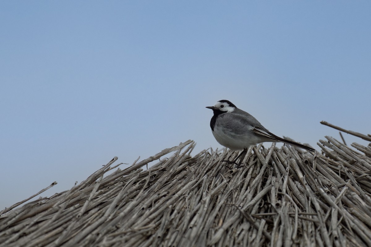 White Wagtail - Emre Ceylan