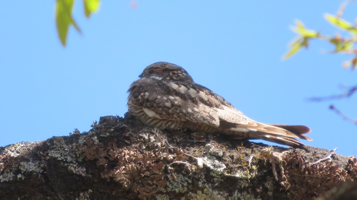 Lesser Nighthawk - Javier  Estrada