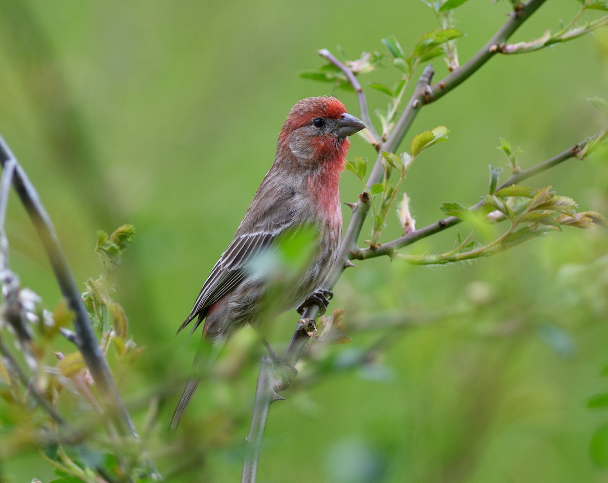 House Finch - ML574463451