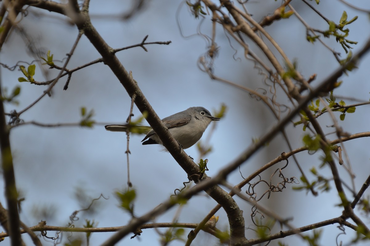 Blue-gray Gnatcatcher - Christopher Gilbert