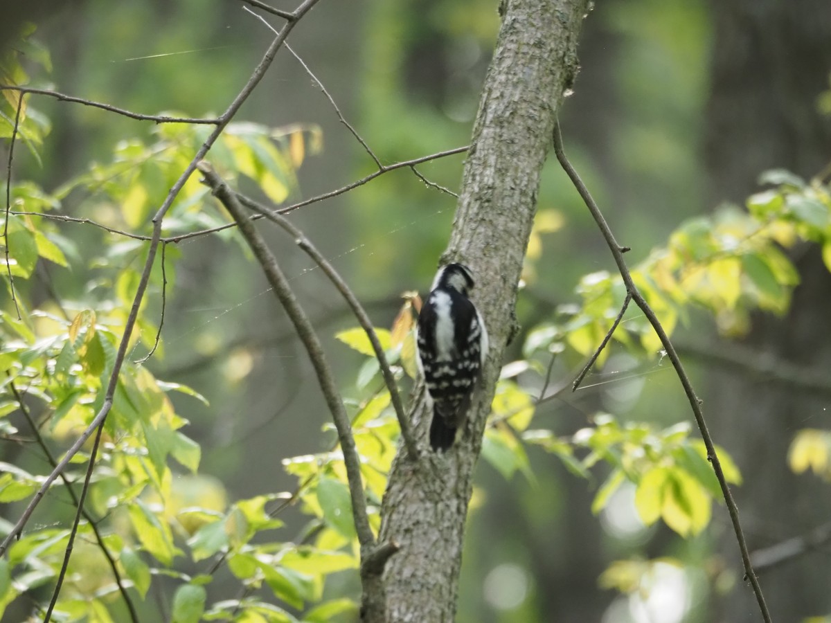 Downy Woodpecker - ML574464651