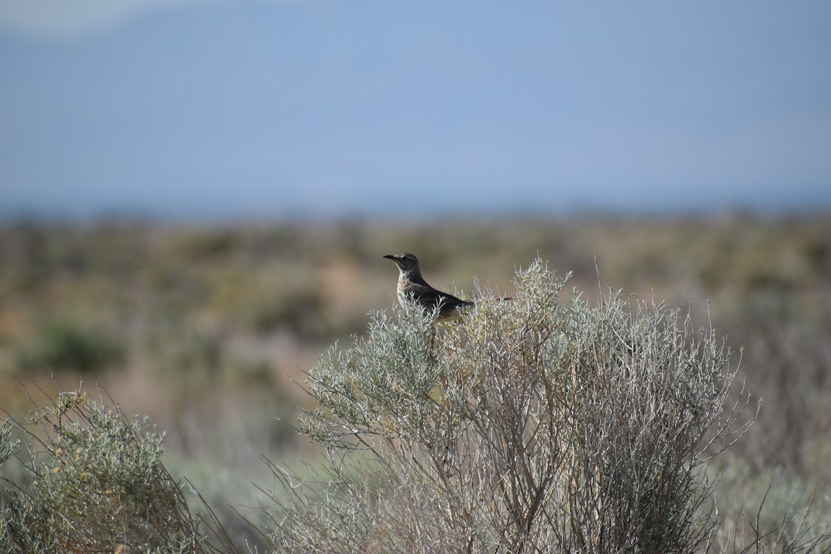 Sage Thrasher - ML574465261