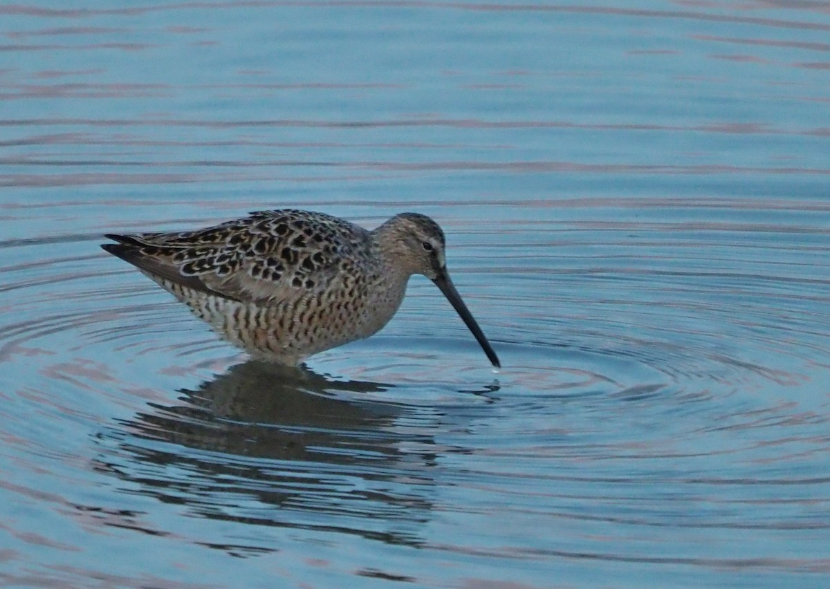 Short-billed Dowitcher (caurinus) - Aidan Brubaker