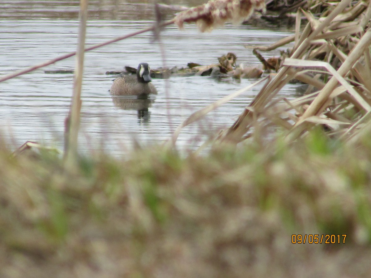 Blue-winged Teal - ML57446791