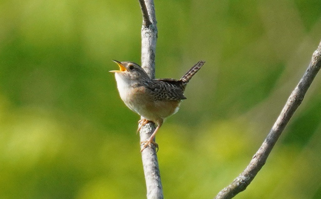 Sedge Wren - ML574468231