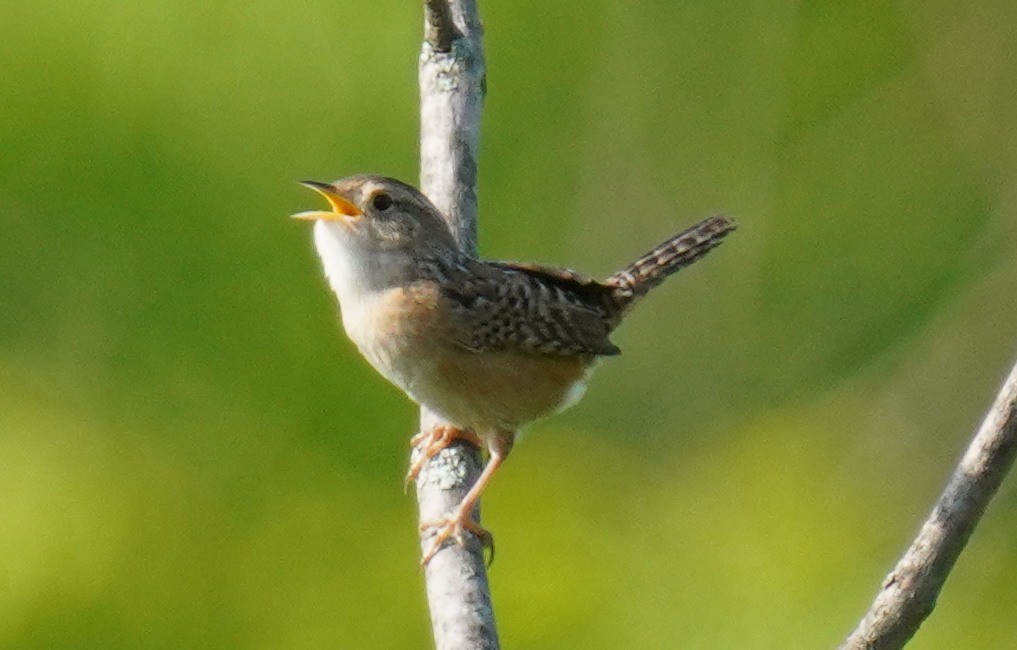 Sedge Wren - ML574468291