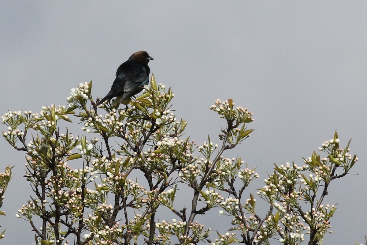 Brown-headed Cowbird - ML57446881