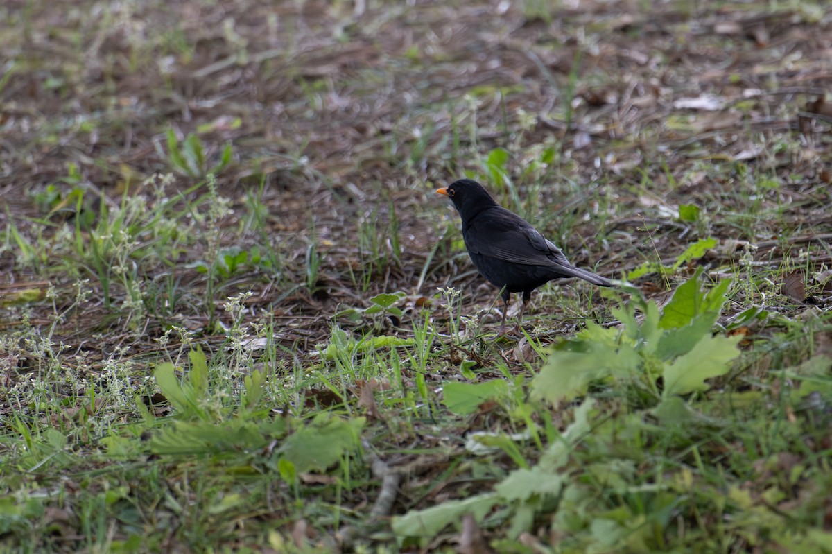 Eurasian Blackbird - Emre Ceylan