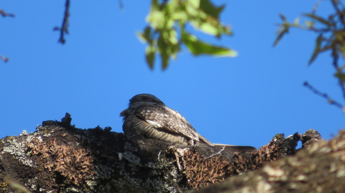 Lesser Nighthawk - Javier  Estrada