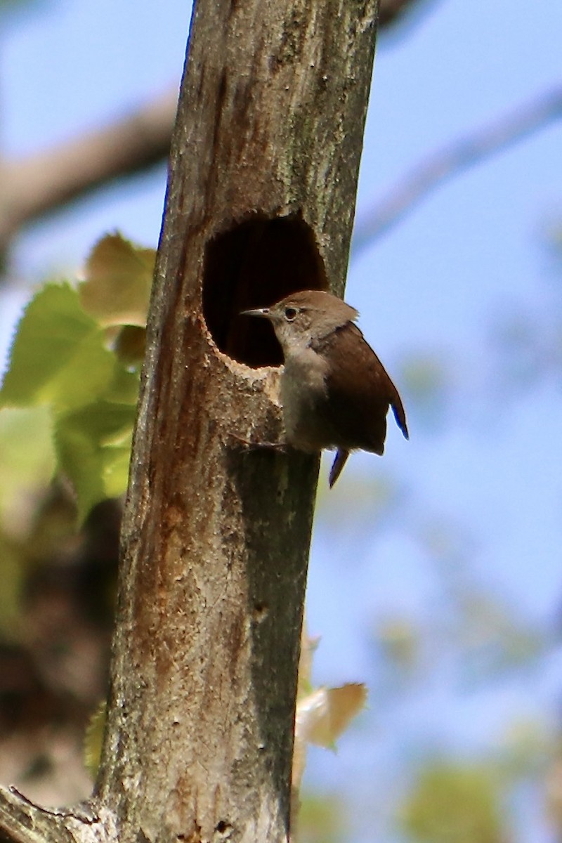 House Wren - ML574469511