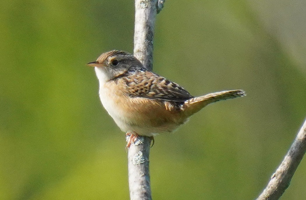 Sedge Wren - ML574470381