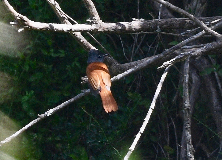 African Paradise-Flycatcher - ML574470811