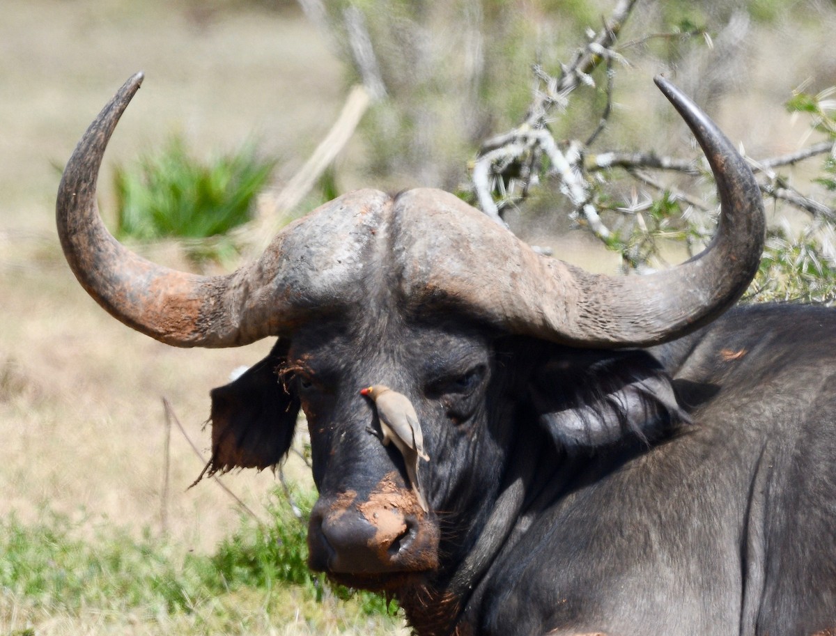 Red-billed Oxpecker - ML574471351