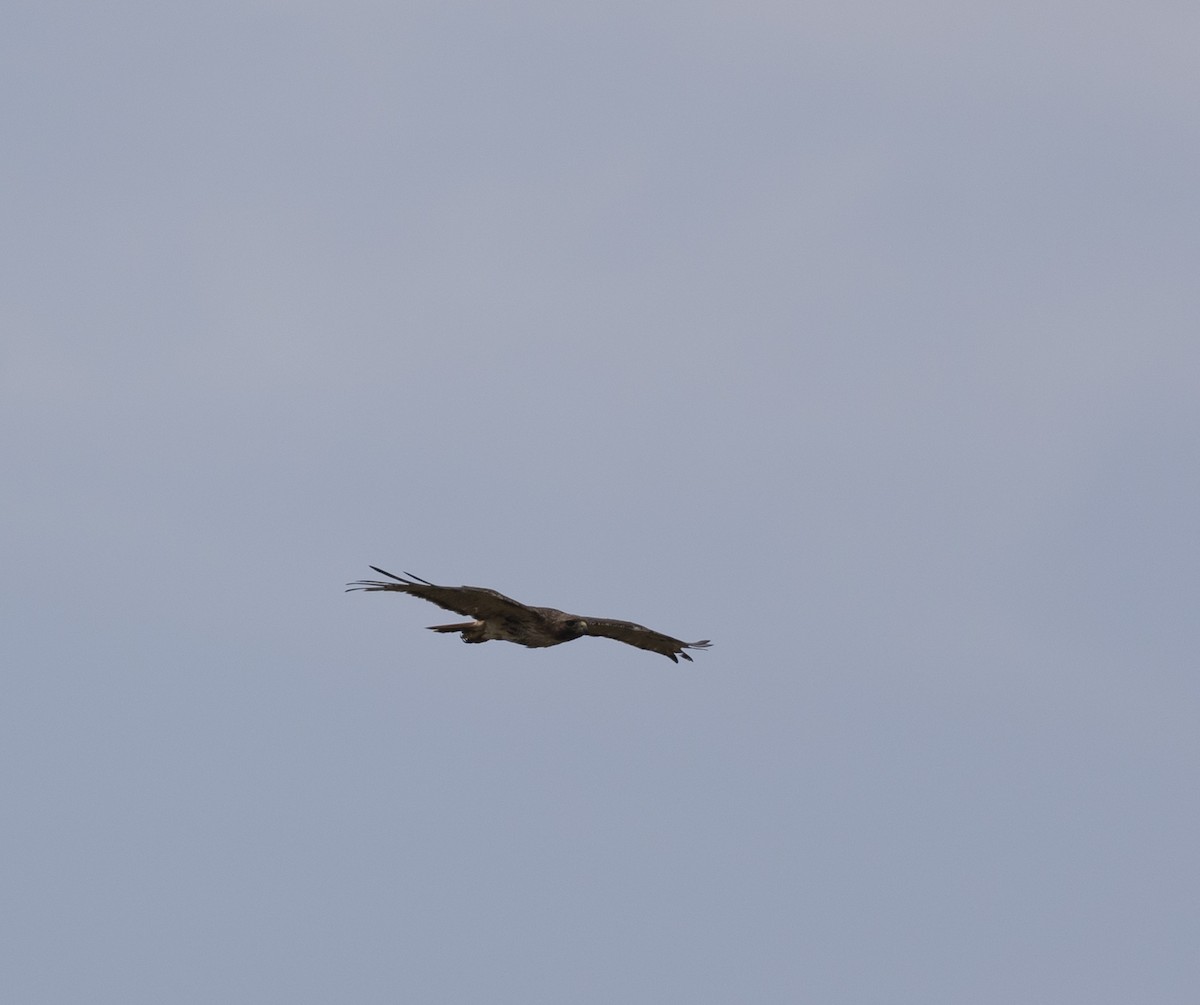 Red-tailed Hawk - ML574471821