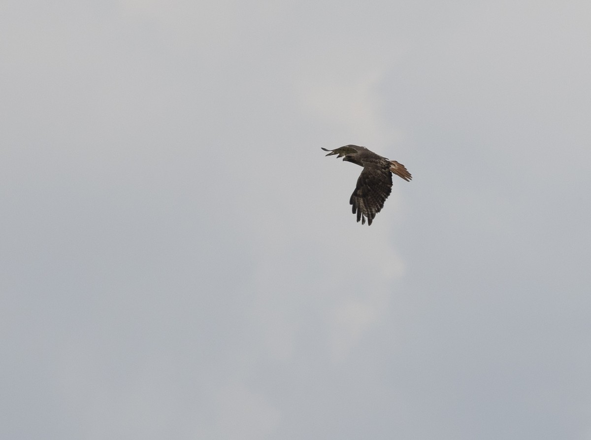 Red-tailed Hawk - ML574471831