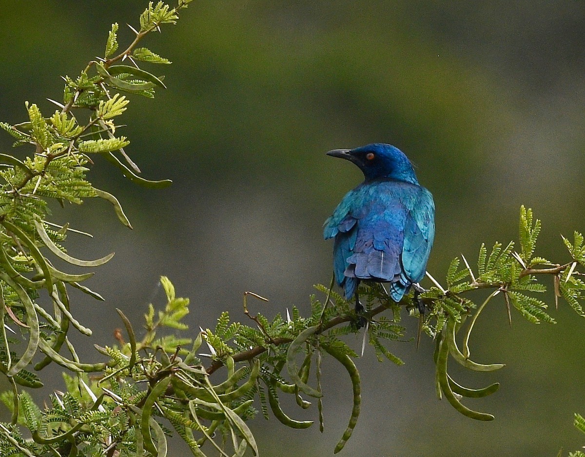 Cape Starling - ML574472271