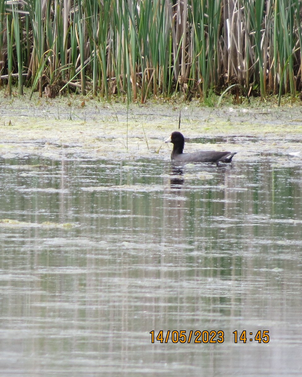 American Coot - ML574472411