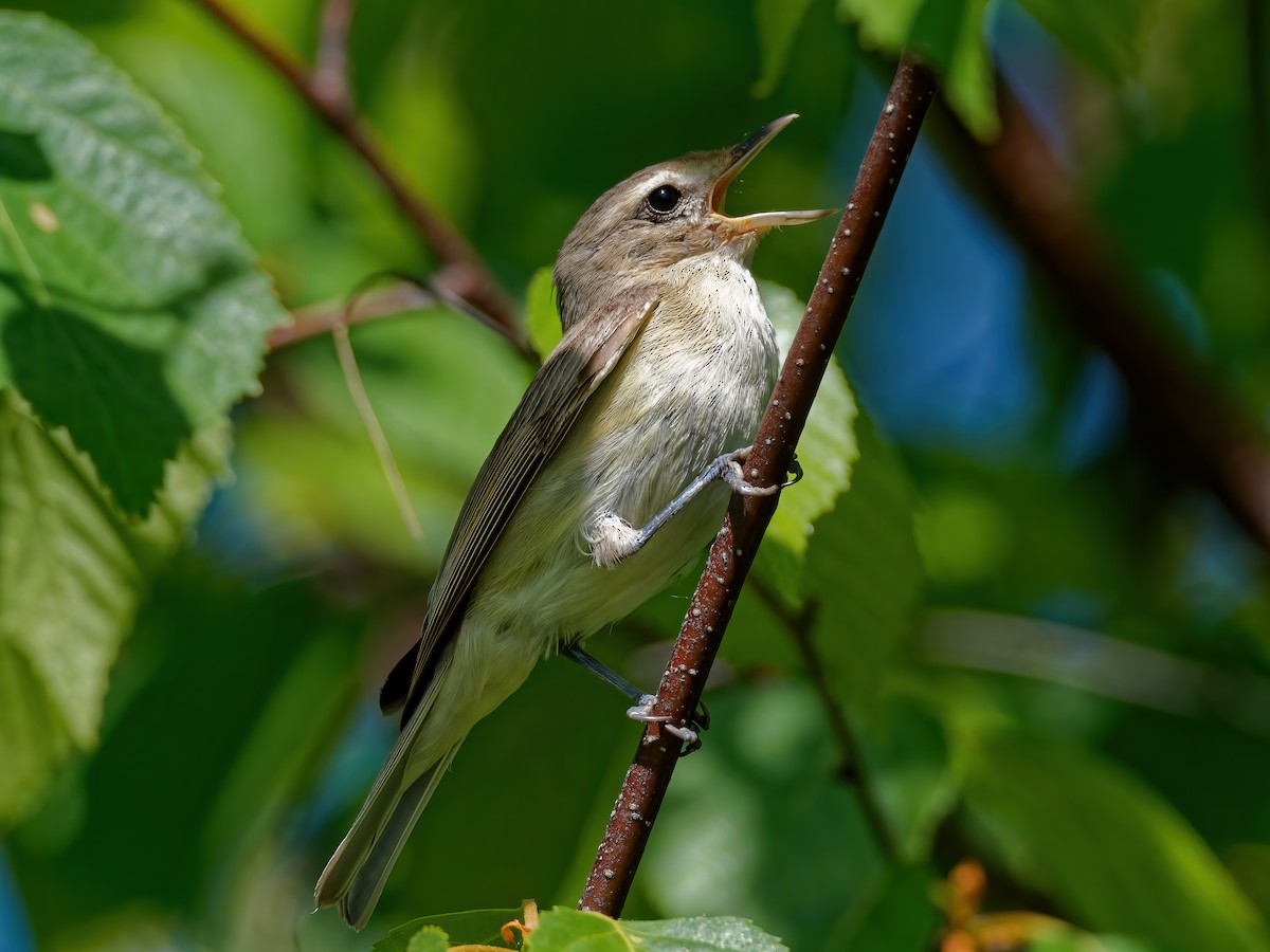 Western Warbling Vireo - ML574472501