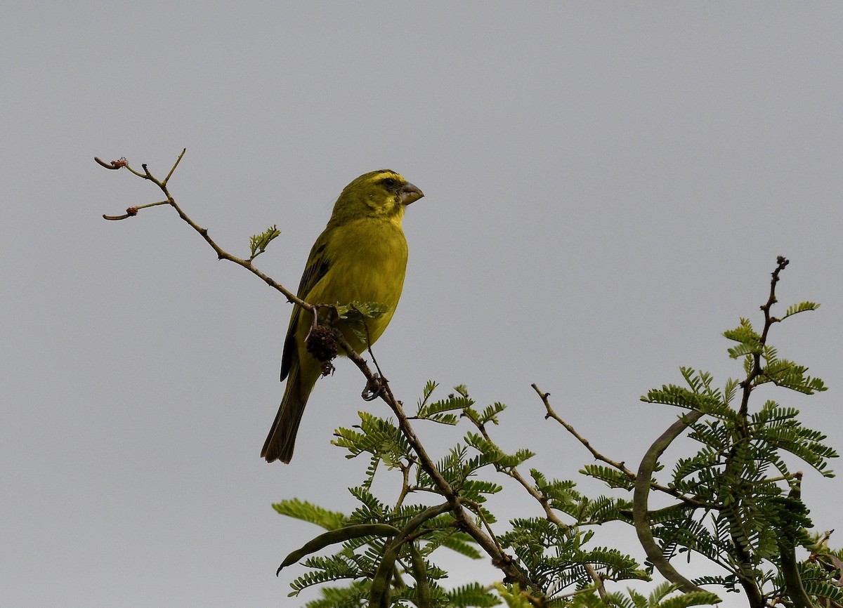 Brimstone Canary - ML574473001