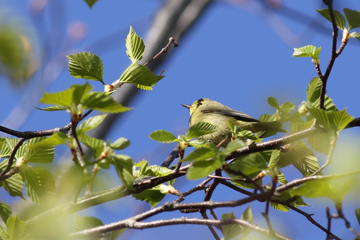 Orange-crowned Warbler - Margaret Viens