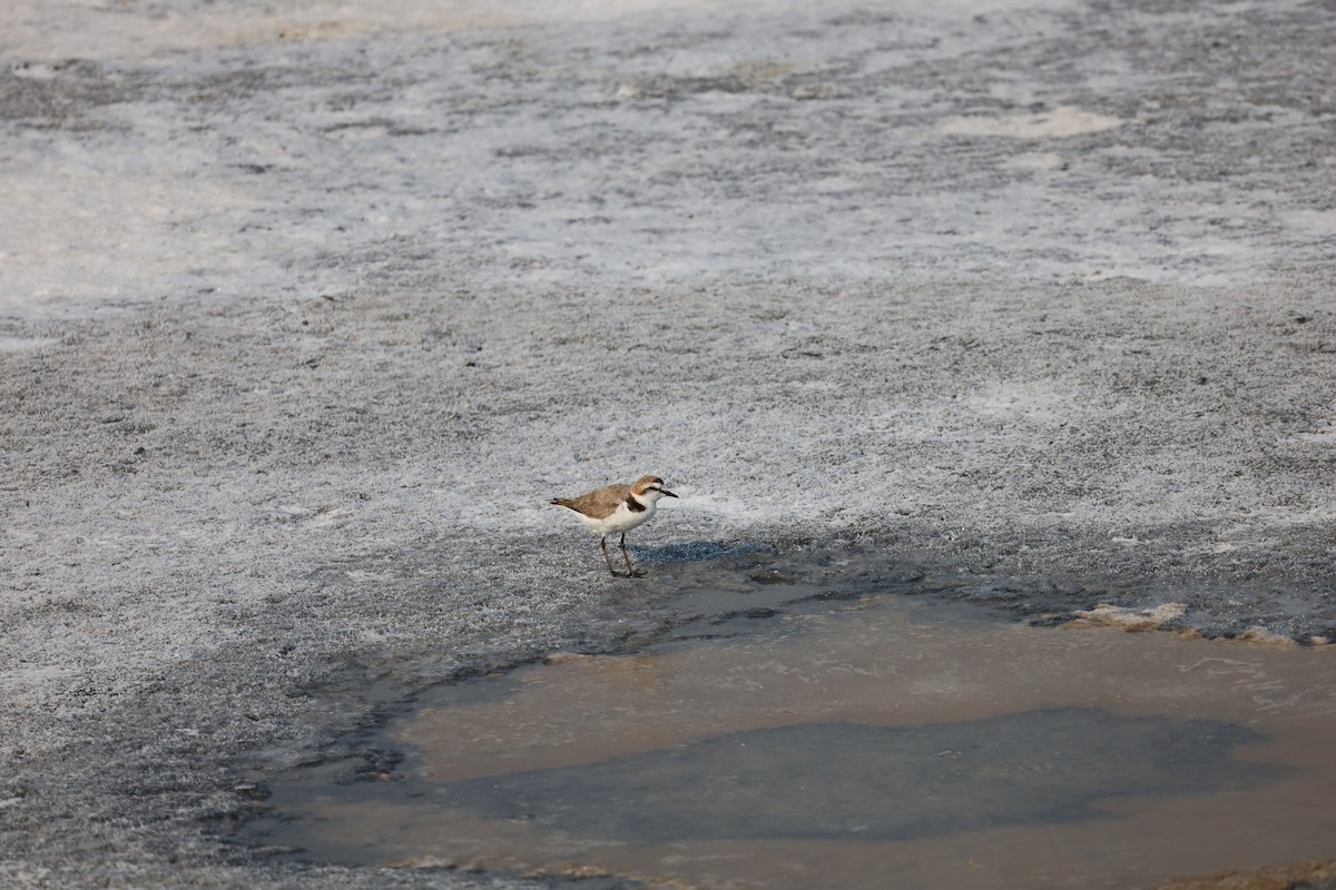 Kentish Plover - ML574473021