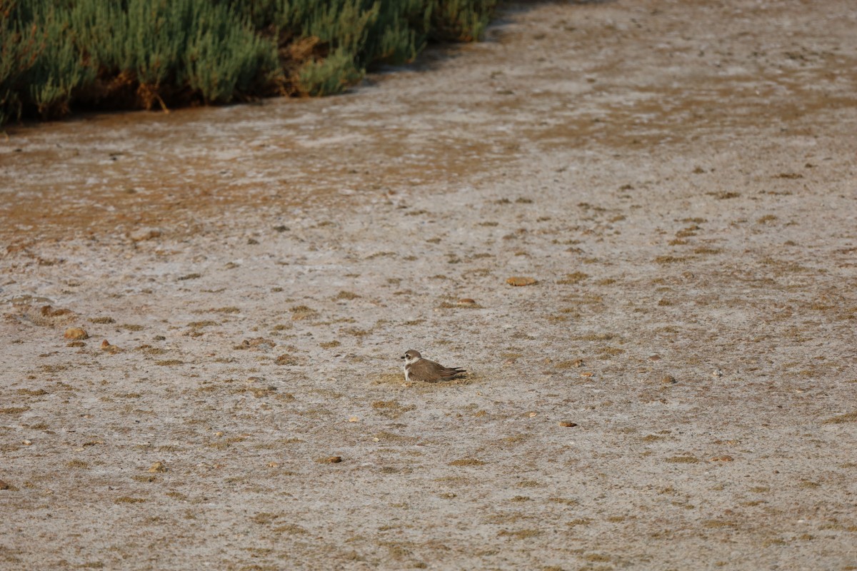 Kentish Plover - ML574473031