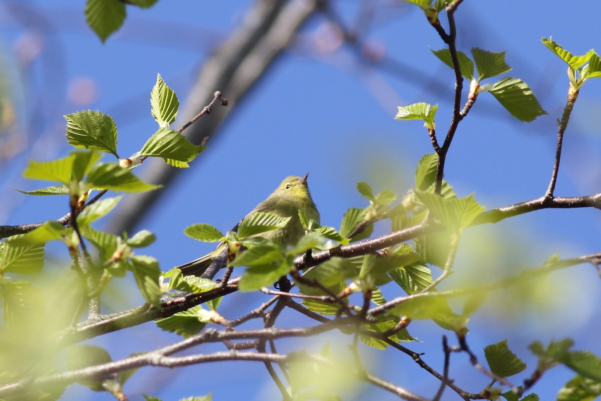 Orange-crowned Warbler - Margaret Viens