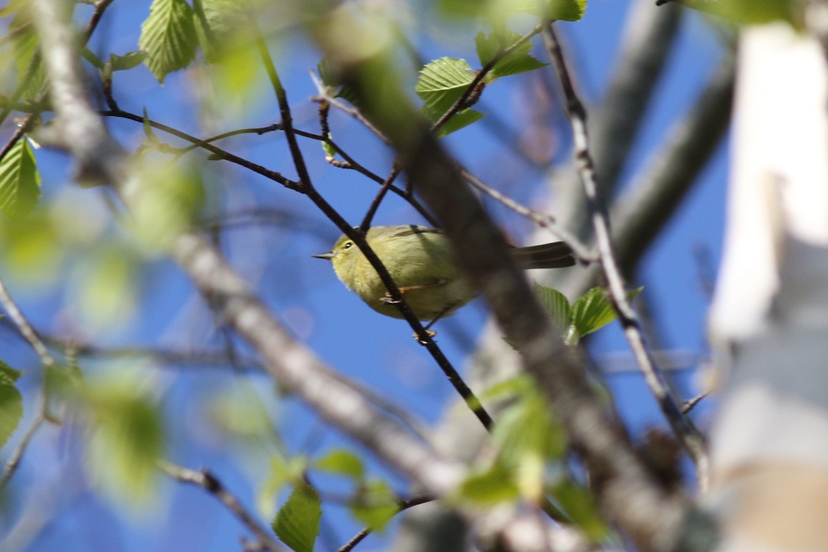 Orange-crowned Warbler - ML57447321