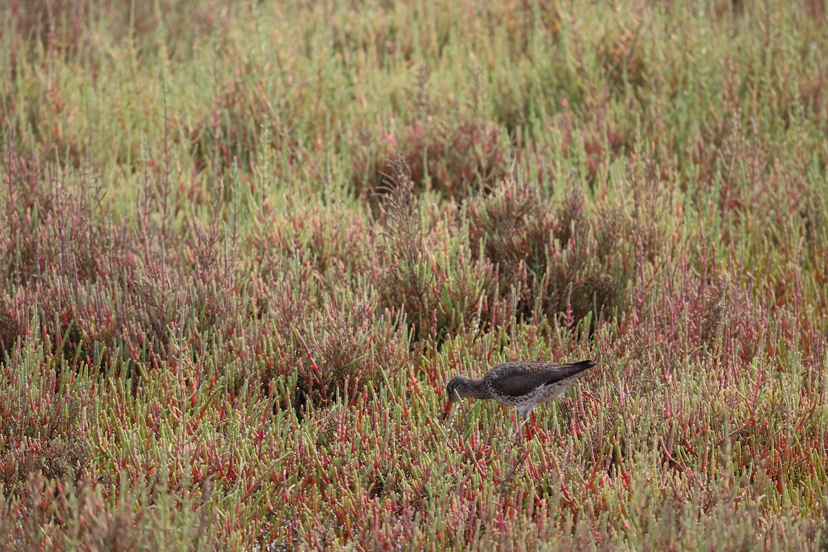 Common Redshank - ML574473531