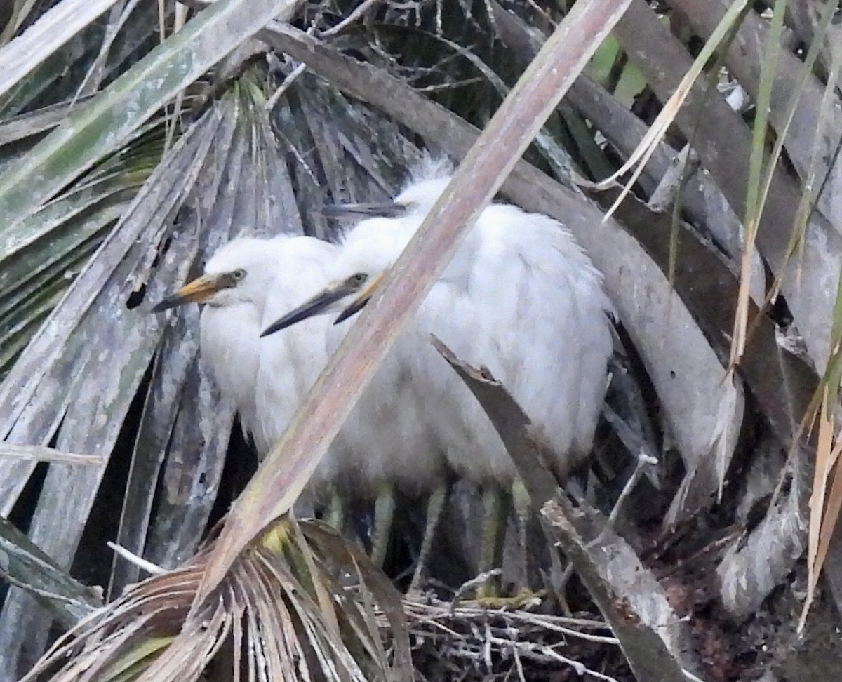 Snowy Egret - ML574473871