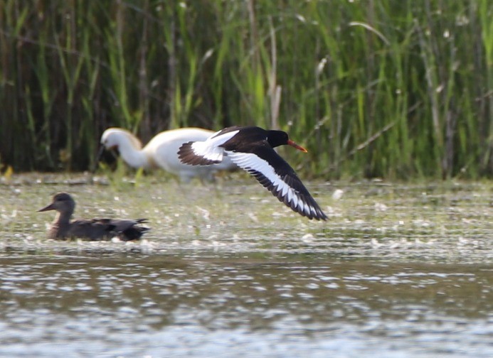 Eurasian Oystercatcher - ML574474881