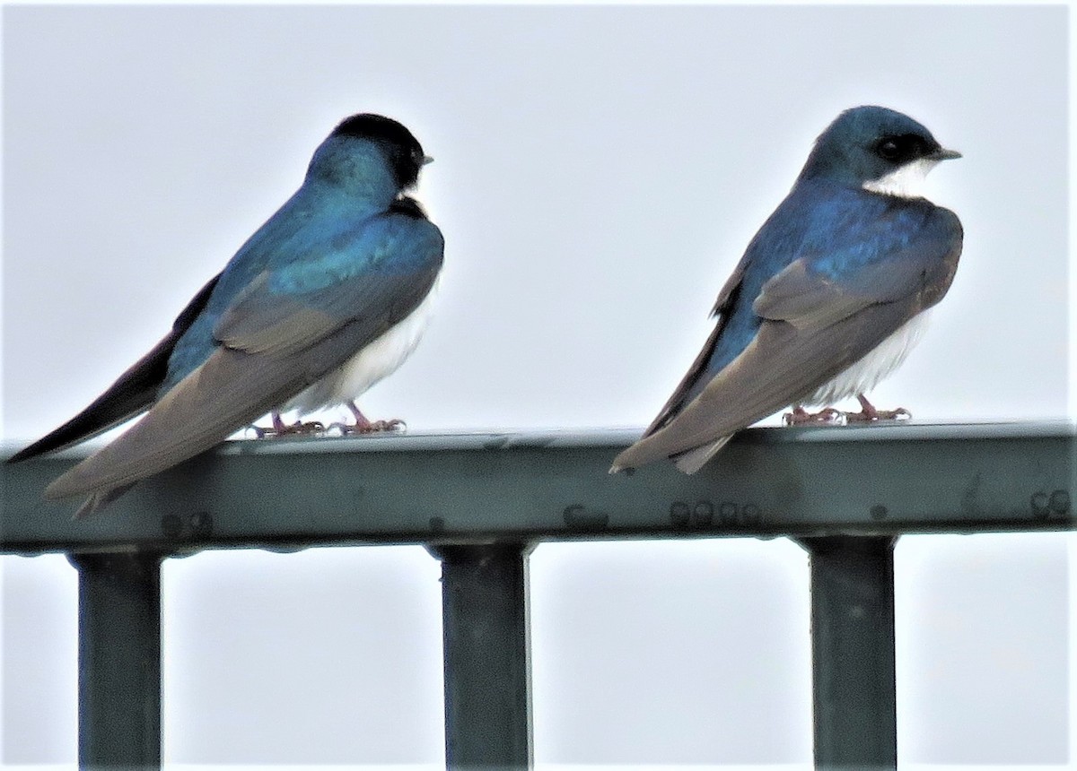 Tree Swallow - ML574476021