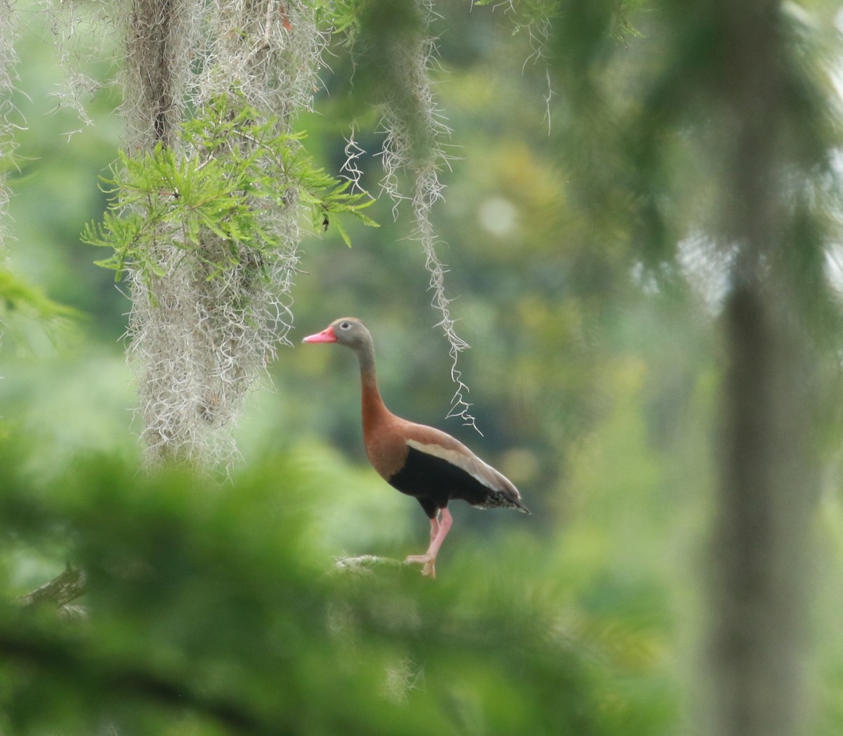 Black-bellied Whistling-Duck - ML574476231