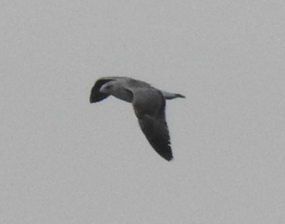 Lesser Black-backed Gull - ML574479161