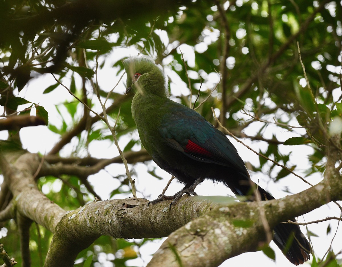 Turaco de Knysna - ML574479351