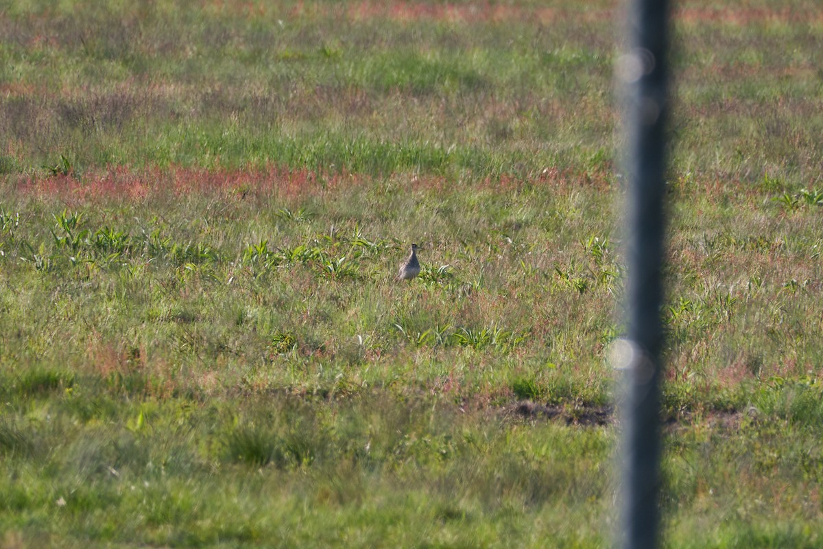 Upland Sandpiper - ML574480041