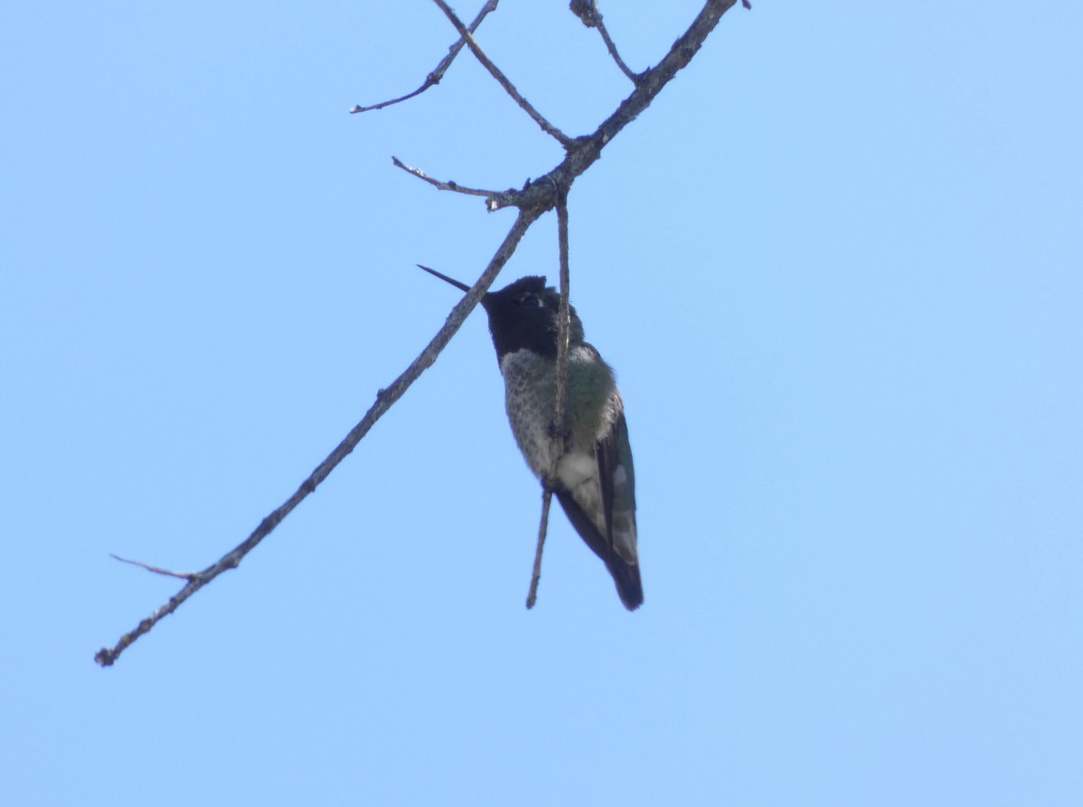 Anna's Hummingbird - ML574480241