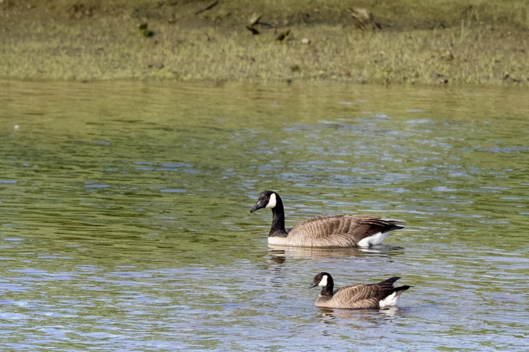 Cackling Goose - ML574481731