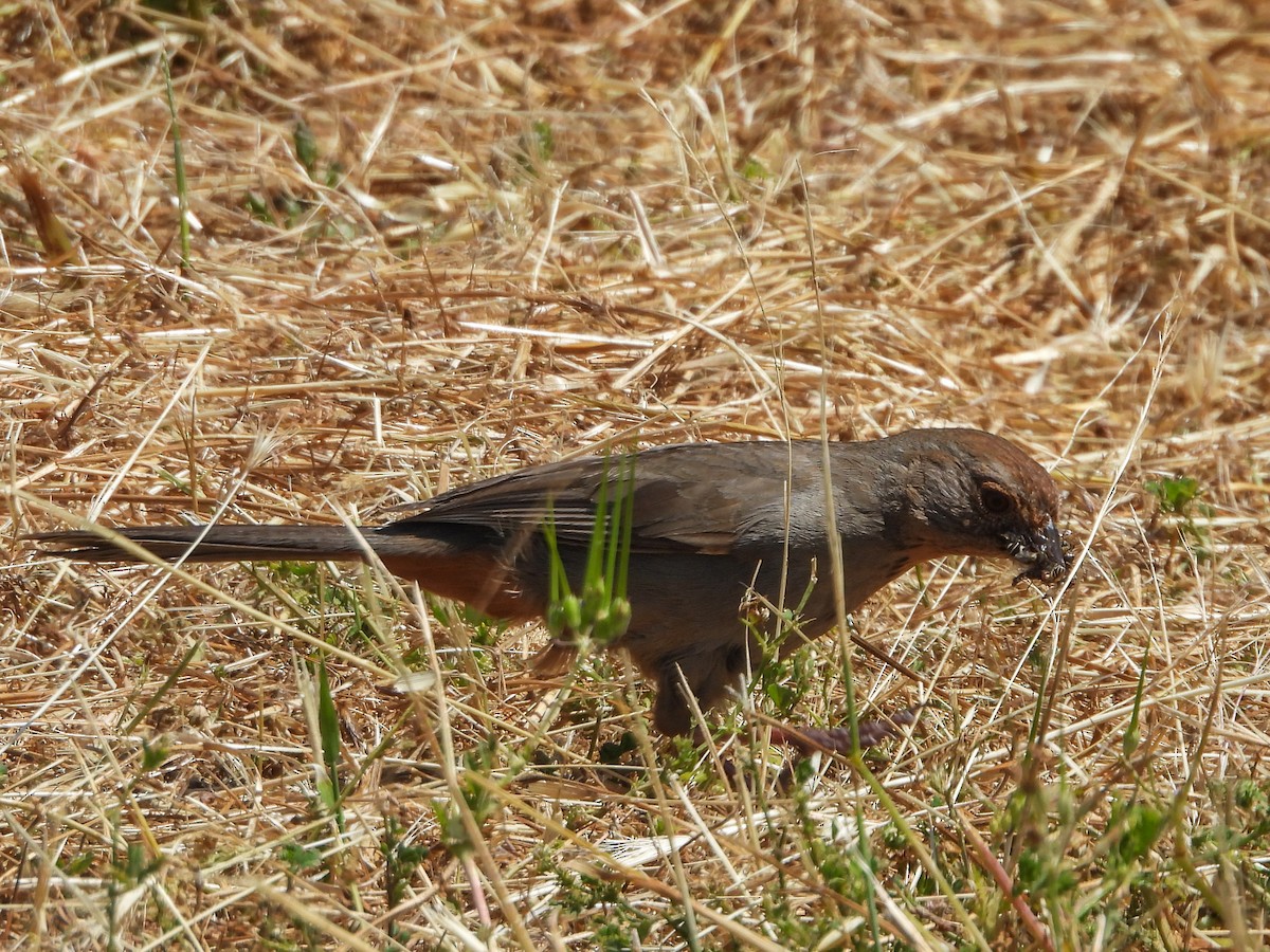 California Towhee - ML574482641