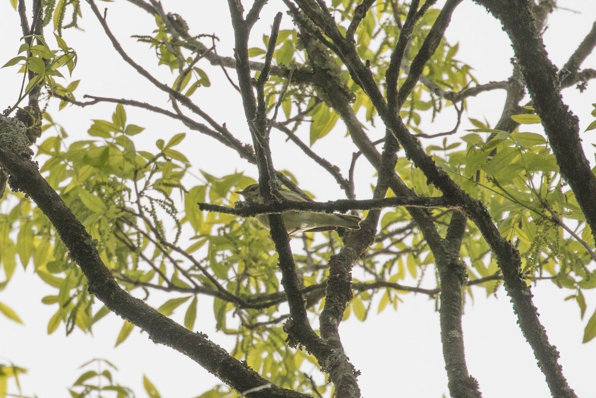 Blackpoll Warbler - Megan Kasprzak