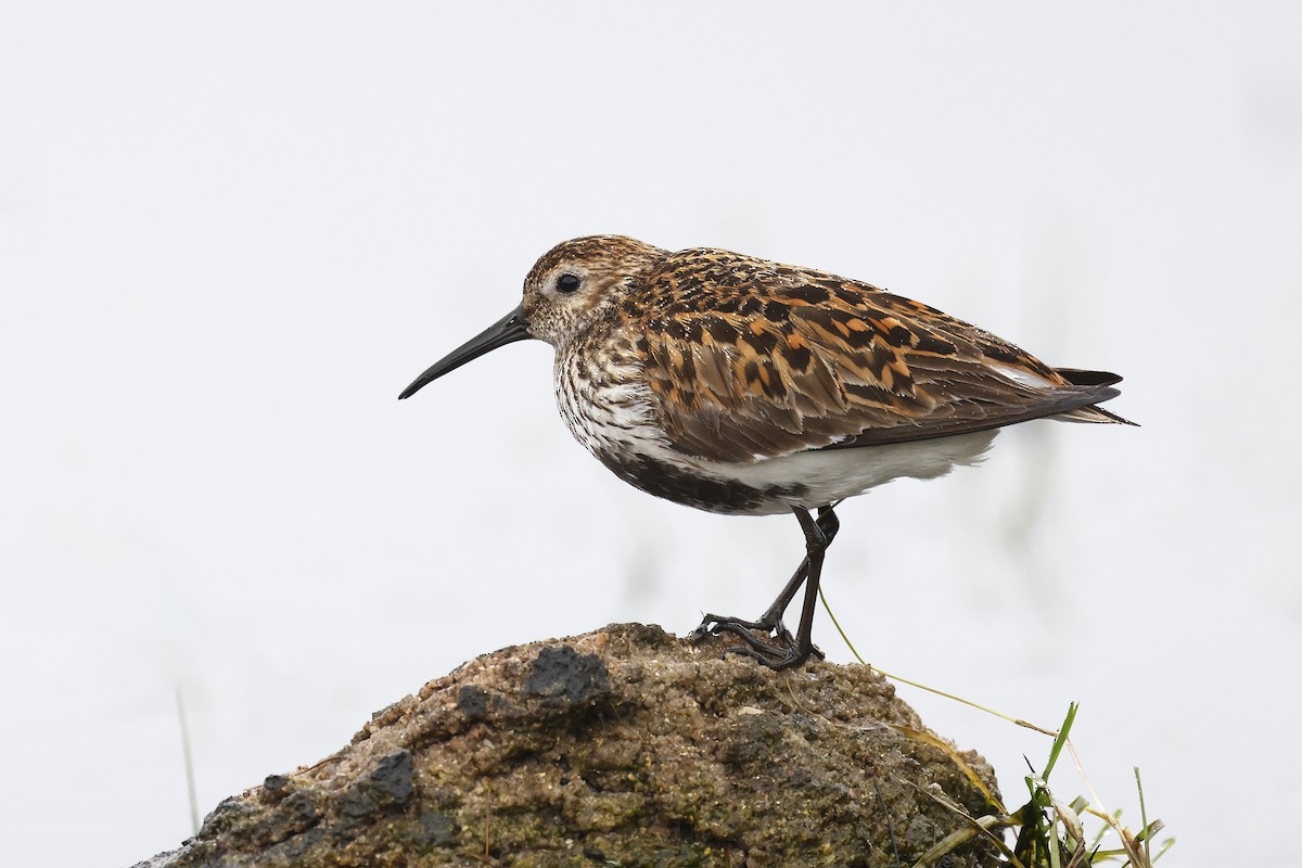 Dunlin - ML574483091