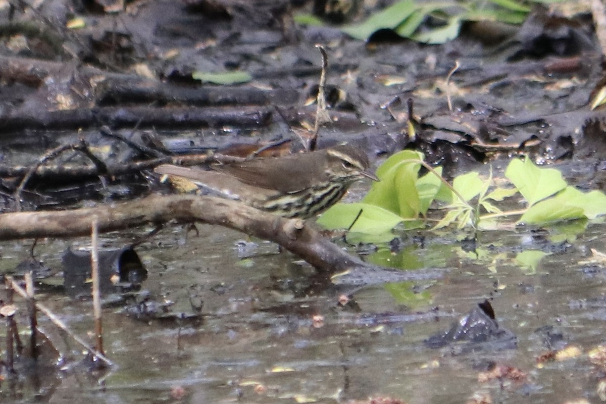 Northern Waterthrush - ML574483991