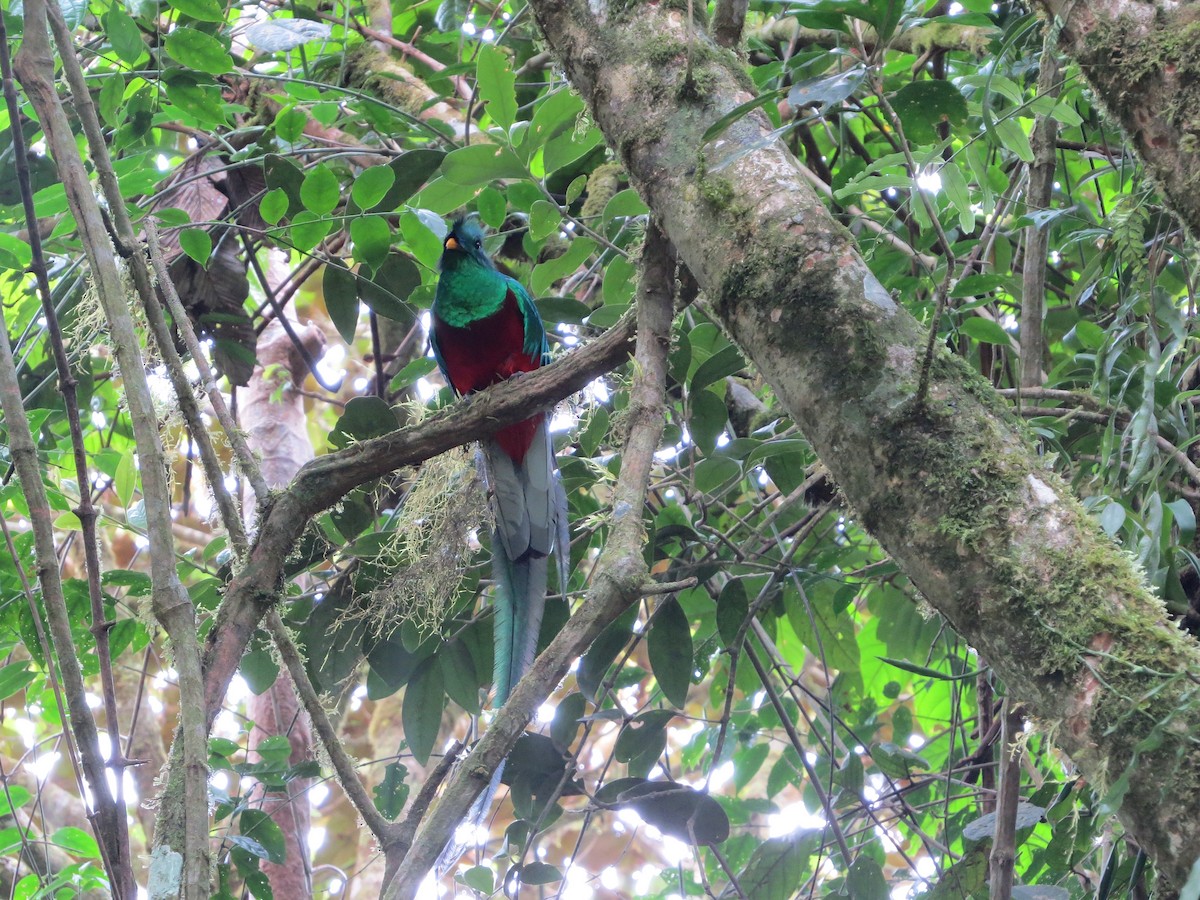 Resplendent Quetzal - Caitlin Conn